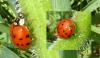 Harmonia axyridis